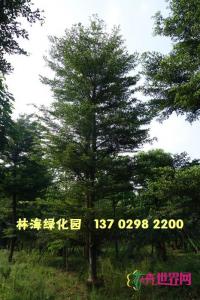 小叶榄仁