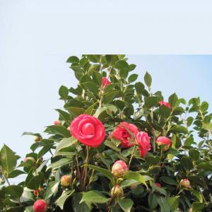 茶花