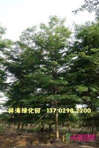 小叶榄仁