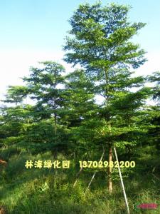 小叶榄仁