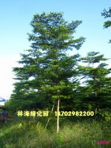 小叶榄仁